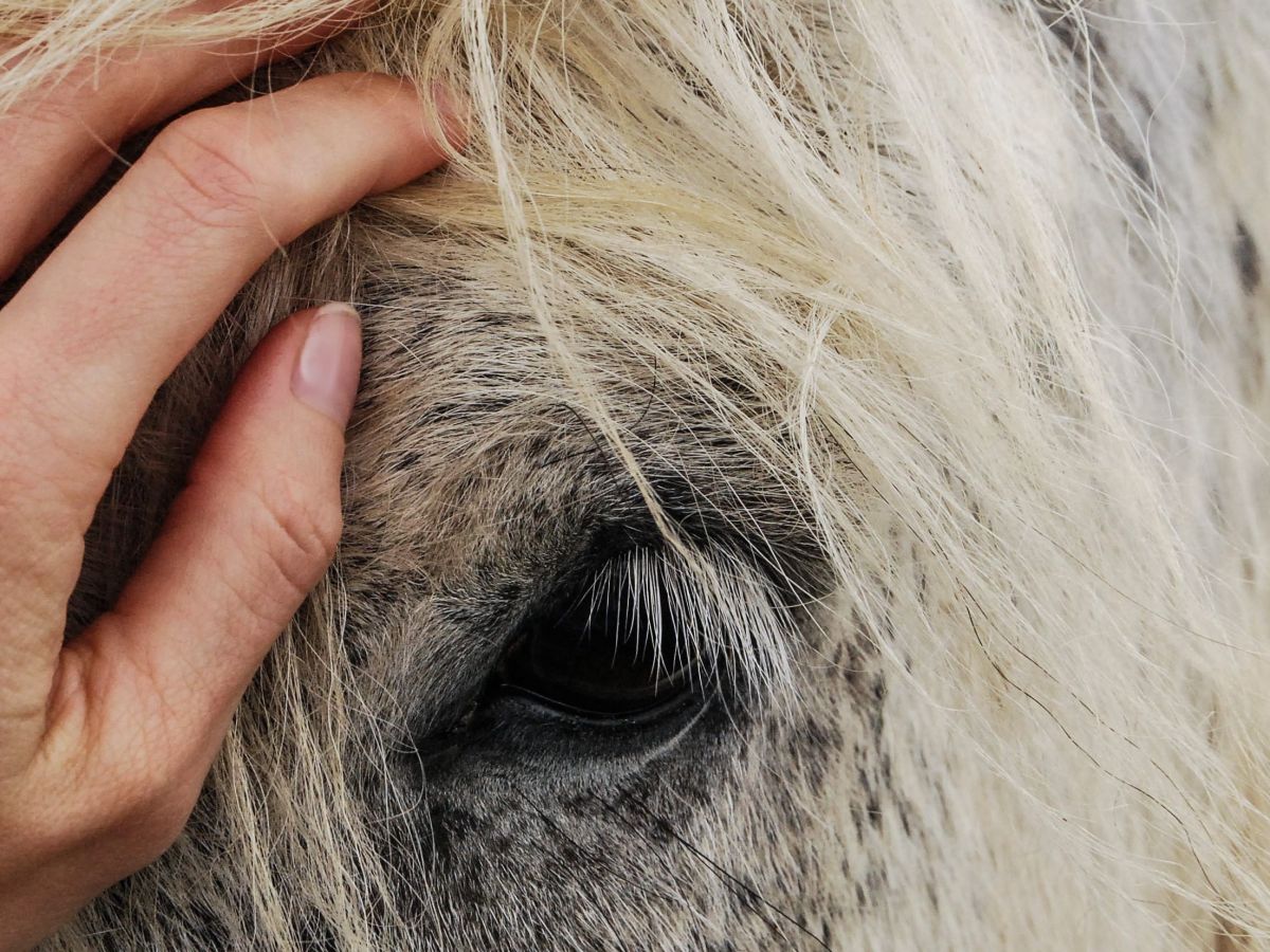 Solidarity with Animals