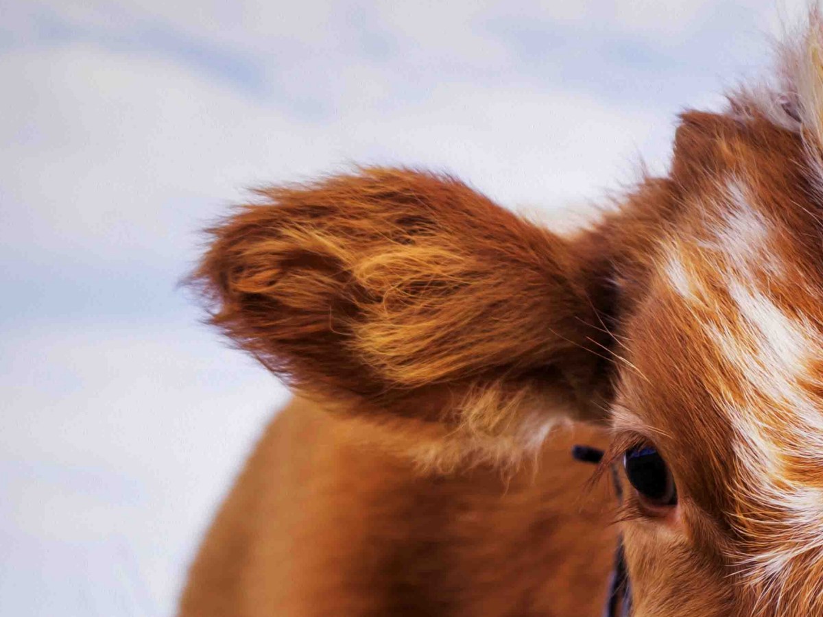 Our Relationship towards&nbsp;Animals